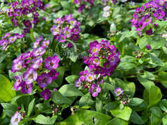 Алиссум пурпурный