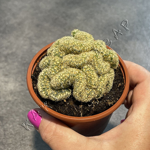 Маммиллярия Удлинненная Лемон Кристата d8