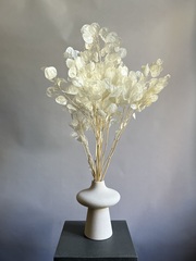 Лунария стабилизированная выбеленная