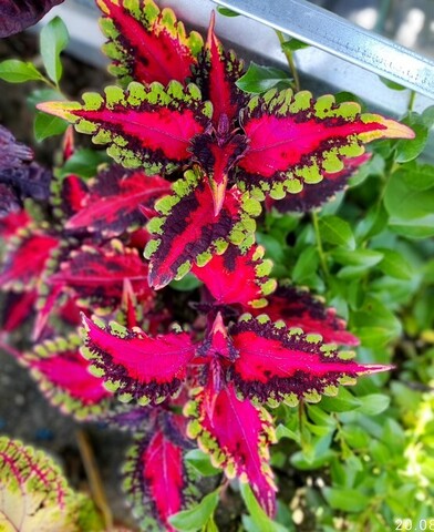 Ред Рок ампельный колеус