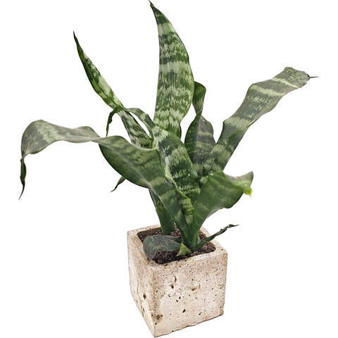 Суккуклент Сансевиерия из коллекции EnjoyPlants 474795