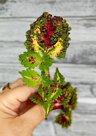 Птица добра АГ колеус КСР