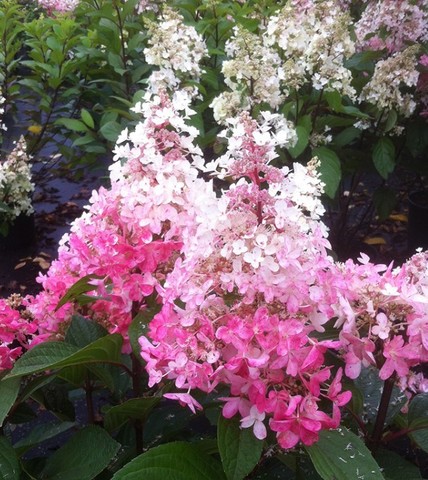 Гортензия метельчатая Пинки Винки