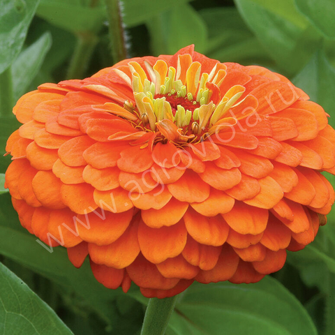 S7119 Цинния Benary's Giant Orange 5шт.