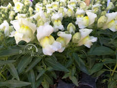 Львиный зев белый