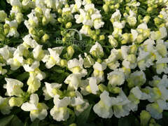 Львиный зев белый