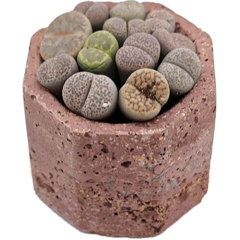 Литопс микс 224568