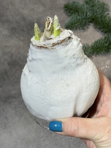 Гиппеаструм Амариллис в воске белый заснеженный