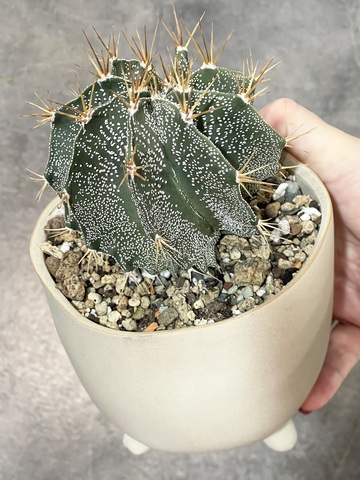 Астрофитум Орнатум в керамике d12