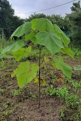 Teofrast Павловния томентоза Paulownia tomentosa