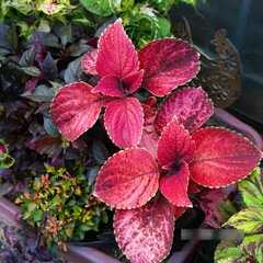 Томатный вкус UO колеус