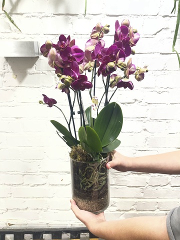 Композиция из фаленопсисов «Бордо»