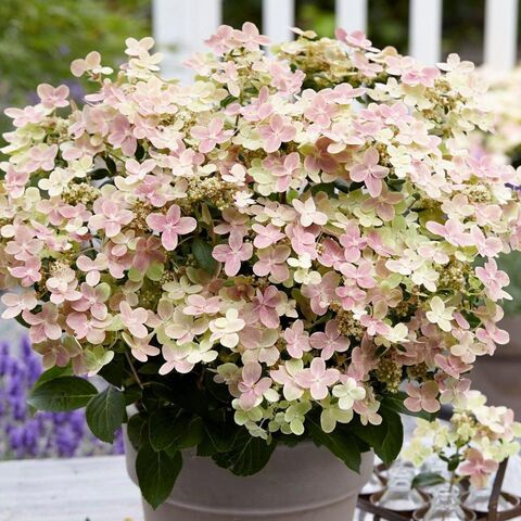 №55 Укорененный черенок Гортензия метельчатая ПОЛСТАР (Hydrangea paniculata 