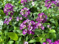 Алиссум пурпурный