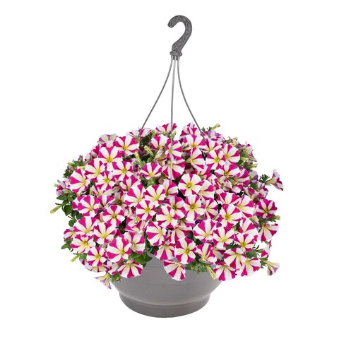 32280 Петуния SURPRISE HOT PINK STAR (ВЕСНА 2025)