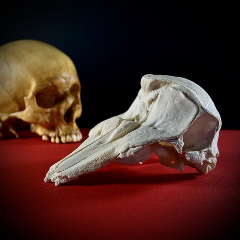 Череп дельфина