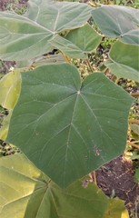 Teofrast Павловния томентоза Paulownia tomentosa