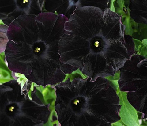 S5901 Петуния крупноцетковая Grandiflora Sophistica Blackberry 5шт.