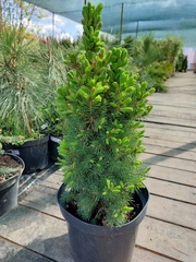 Ель сизая (канадская) «Коника» (Picea glauca «Conica») - купить в СПб с доставкой