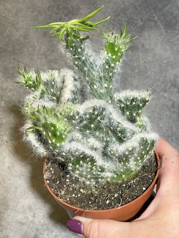 Аустроцилиндропунция Вестита Кристата d10