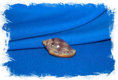 Маргинелла глабелла (Marginella glabella)