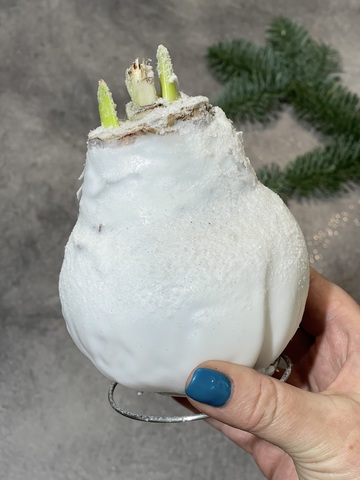 Гиппеаструм Амариллис в воске белый заснеженный