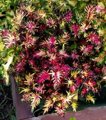 Пёрышки колеус КСР