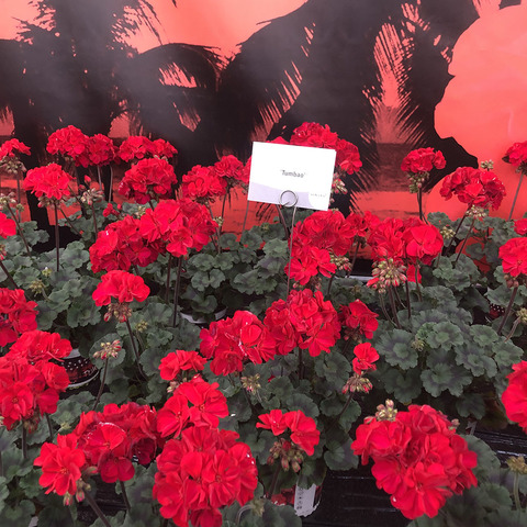 2815 Пеларгония зональная MOONLIGHT TUMBAO (Весна 2026)