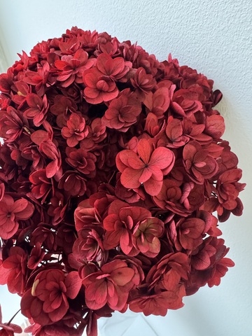 Гортензия стабилизированная сортовая Красный (12-15см)