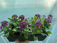 Алиссум пурпурный