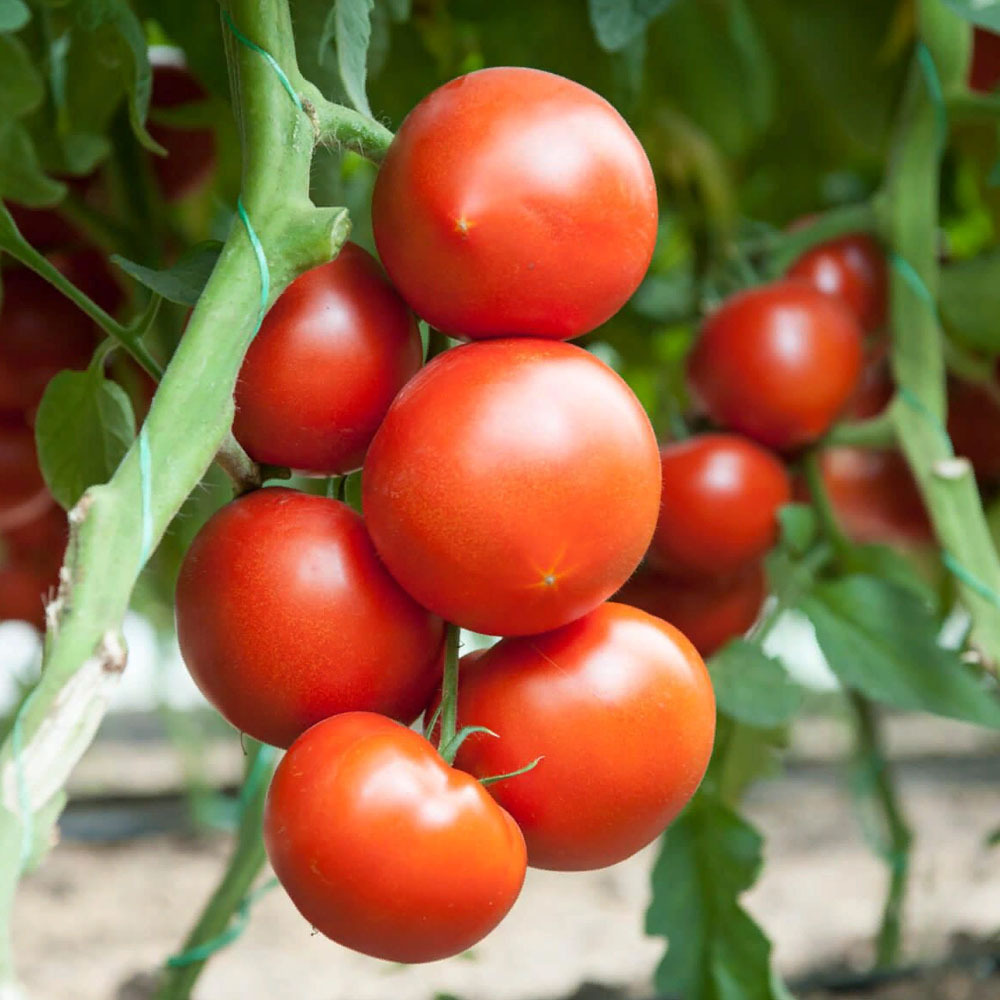 мимино томат характеристика и описание сорта