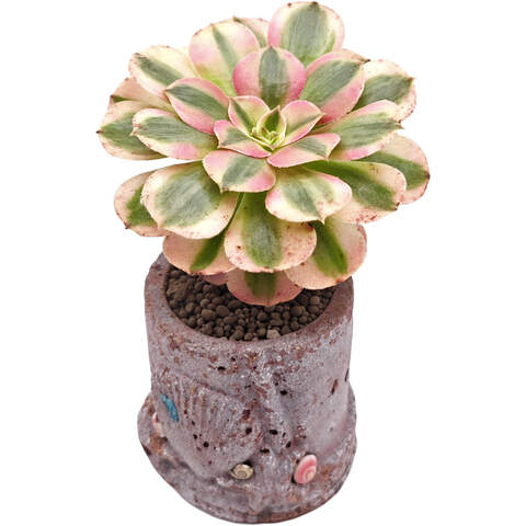 Суккулент Эониум Линлэнг вариегата