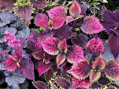 Рафинад колеус КСР