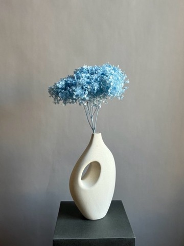 Гортензия стабилизированная голубая