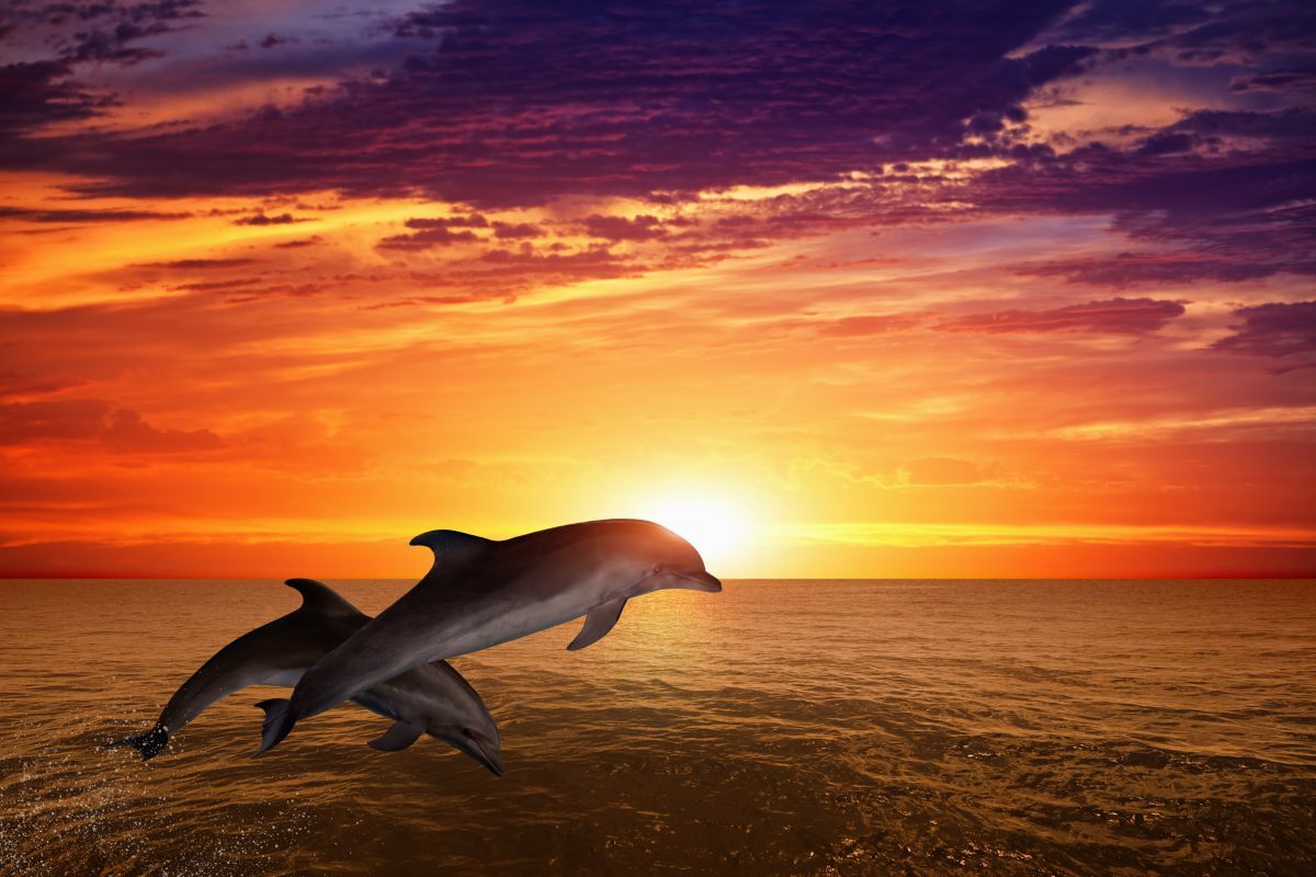 Стая дельфинов на закате