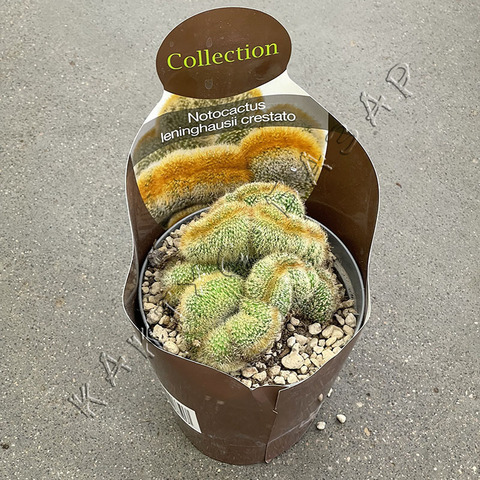 Нотокактус Ленингхауза Кристата d14