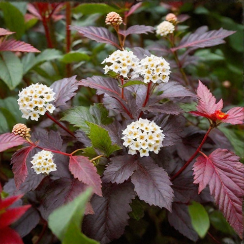 Пузыреплодник 