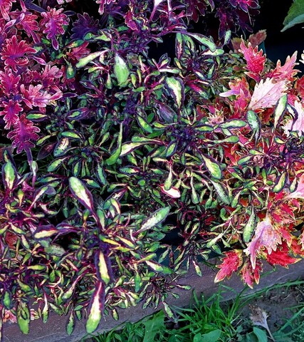 Паучек колеус КСР