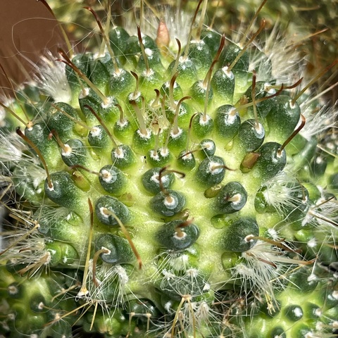 Маммиллярия Тоумея Книппелиана d7