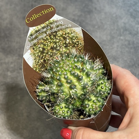 Маммиллярия Тоумея Книппелиана d7