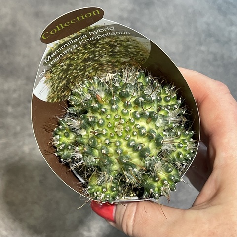 Маммиллярия Тоумея Книппелиана d7