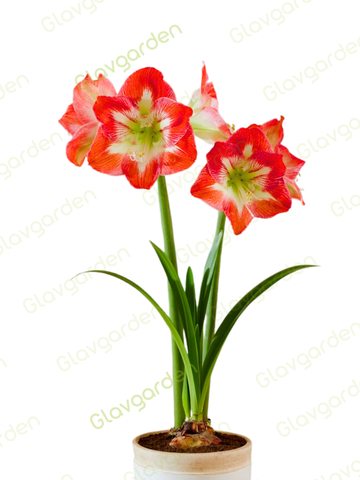 Амариллис «Минерва»