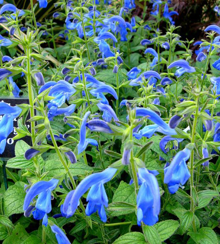 S7210 Шалфей мучнистый Victoria Blue  10шт.