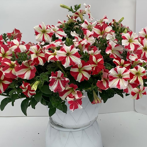 S57167 Петуния ампельная Gioconda Star Red 5 шт.