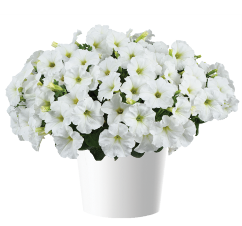 32233 Петуния CAPELLA WHITE IMP. (ВЕСНА 2025)