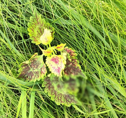 Мир эстета ТМ колеус