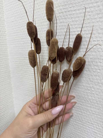Рогоз / камыш миниатюрный натуральный сухой