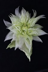 Брошь из натурального шелка - Георгин Лайм