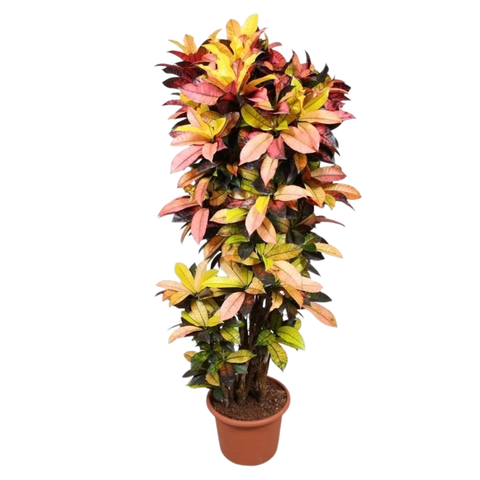 Кодиеум Пестролистный Мис Айстон