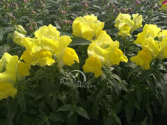 Львиный зев желтый